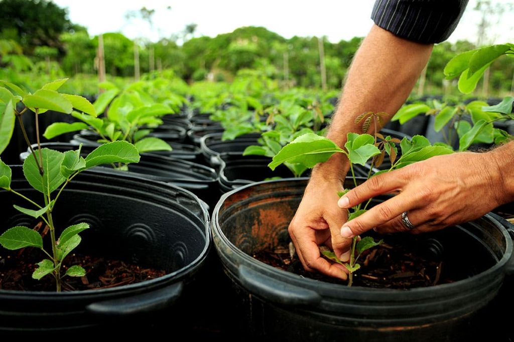 mudas de árvores